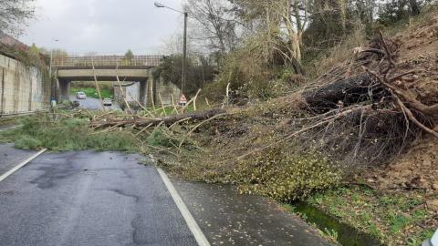 Arbore caida na estrada da Palma. Barallobre. 22 de decembro do 2019.