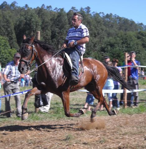 Fotografía Festa do Cabalo de Magalofes