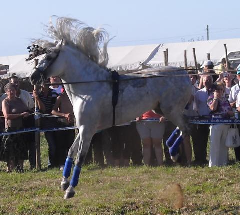 Festa do Cabalo de Magalofes. 2010
