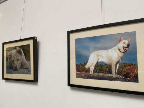 Exposición sobre o can de palleiro